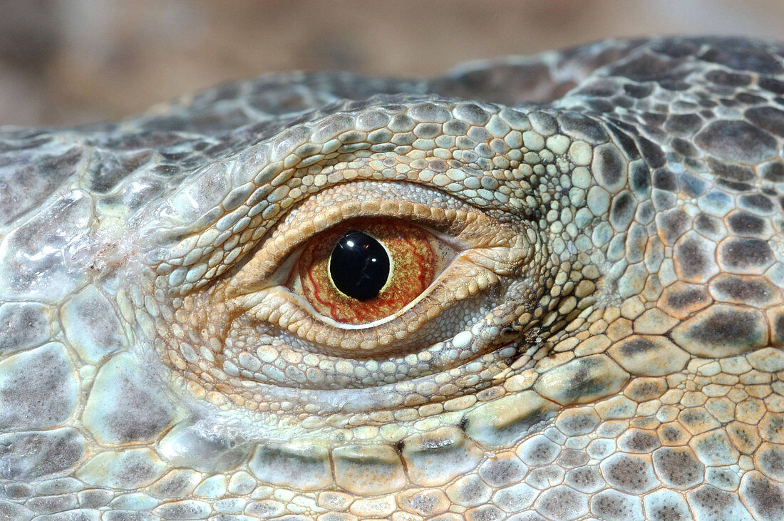 Iguana Eye