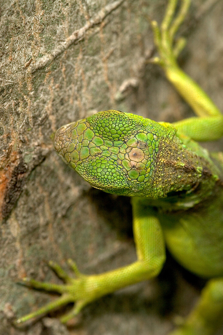 'Parietal ''eye'' of an Iguana (Iguana iguana)'