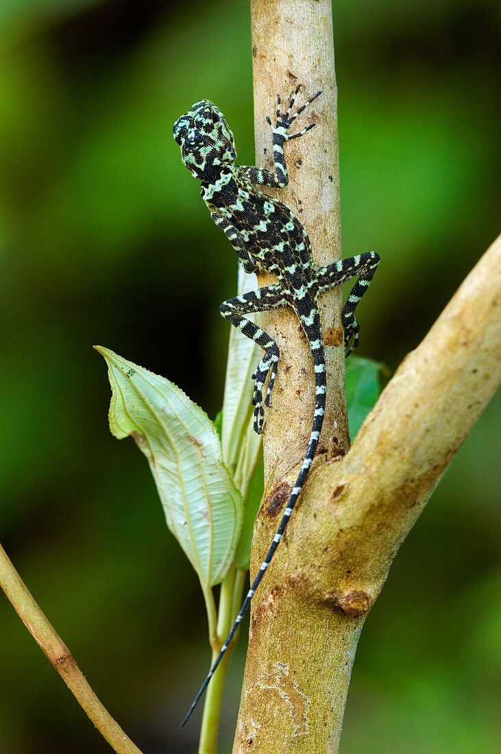 Collared Tree Runner (Tropidurus plica)