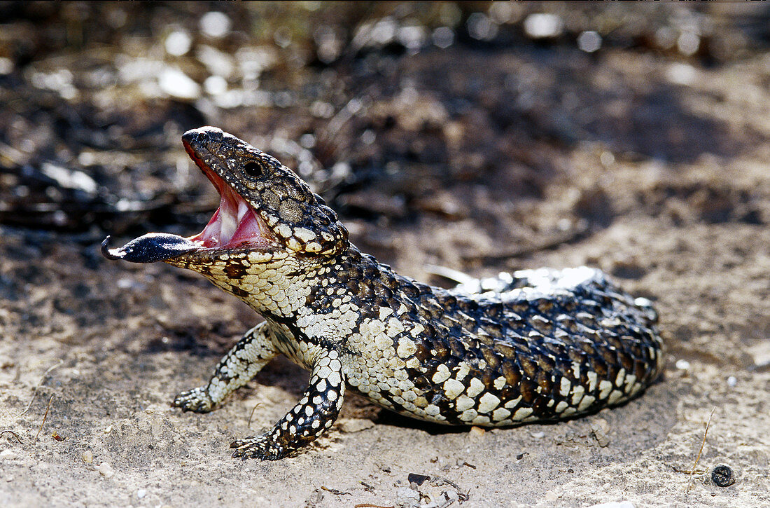 Shingleback lizard (Tiliqua rugosa)