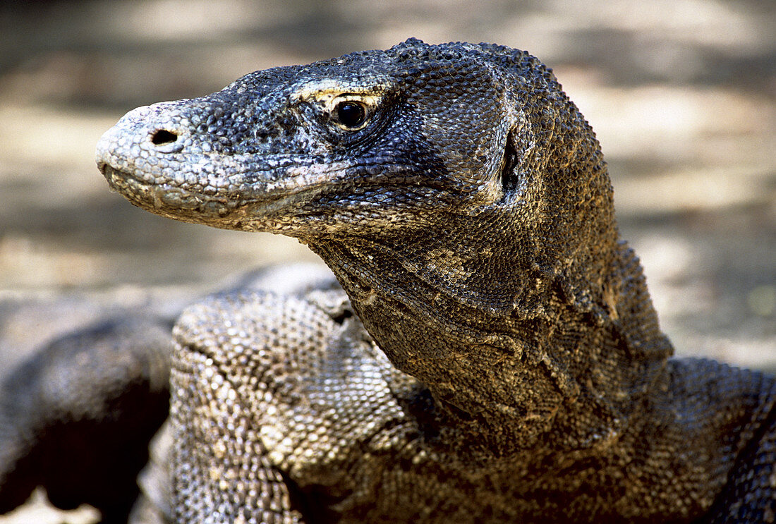 Komodo Dragon (V. komodoensis) resting