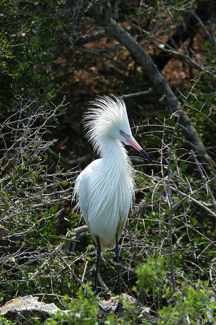 White morph of Reddish Egret