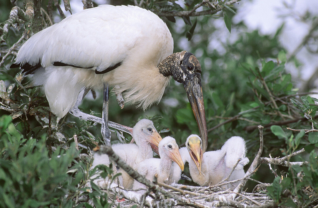 Wood Stork with young