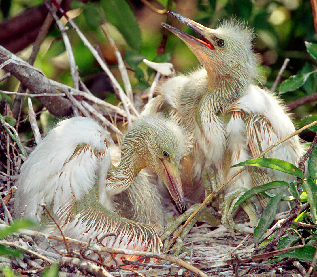 Cattle Egret Nestlings