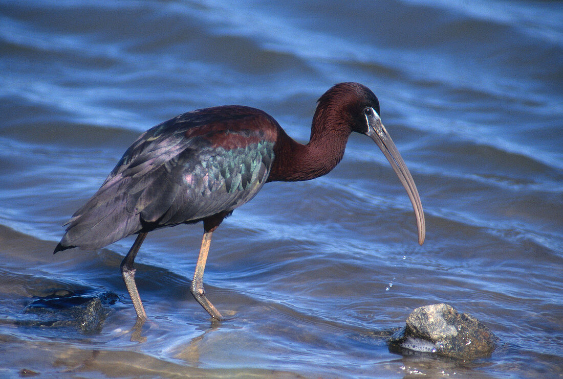 Glossy Ibis