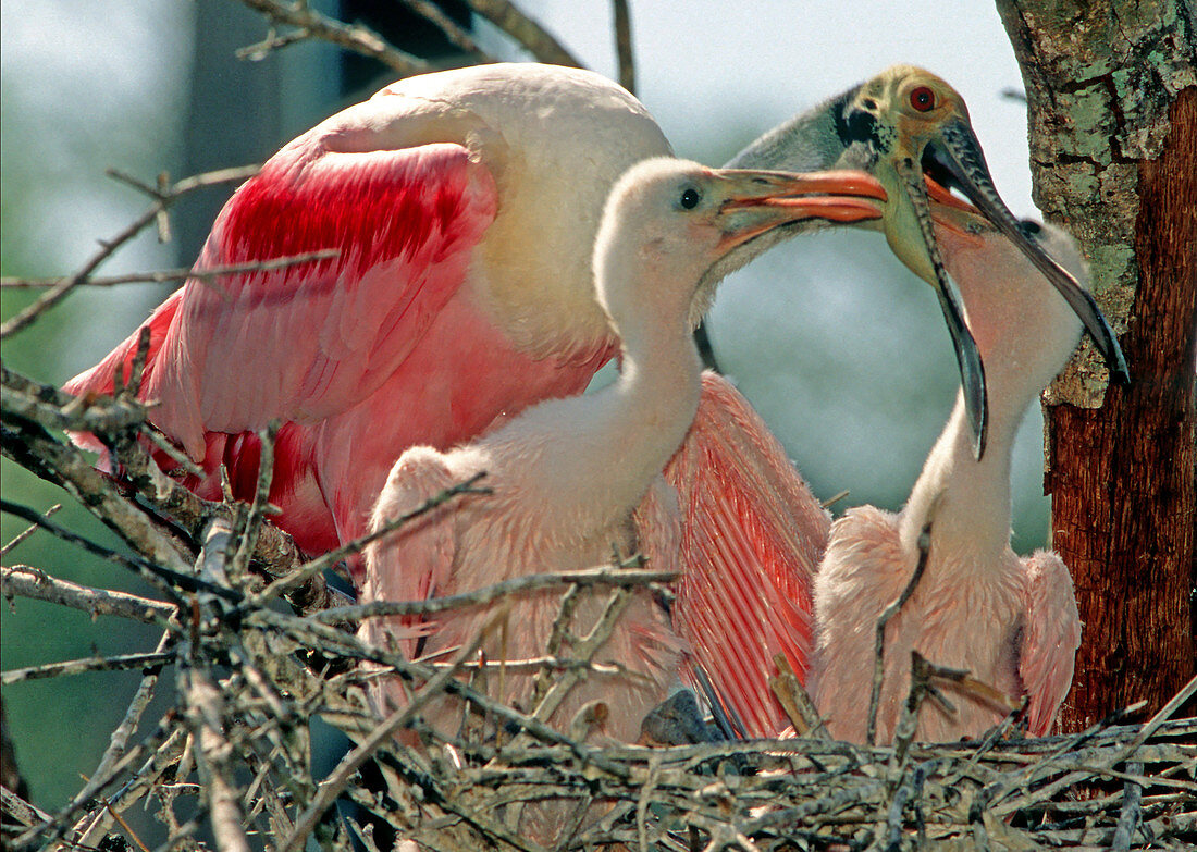 Roseate Spoonbill feeding young at nest