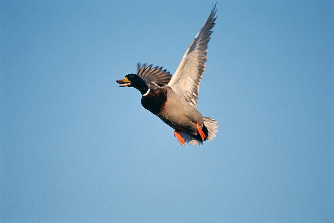 Mallard Duck flying