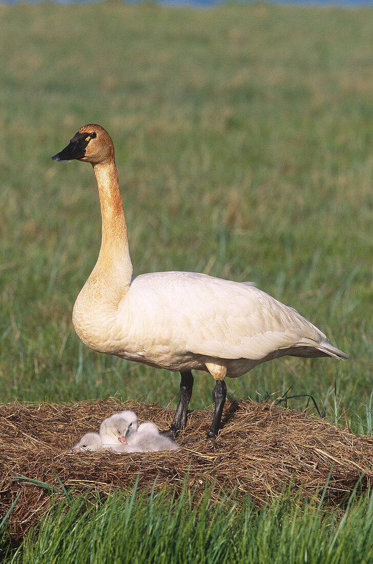 Tundra Swan on nest