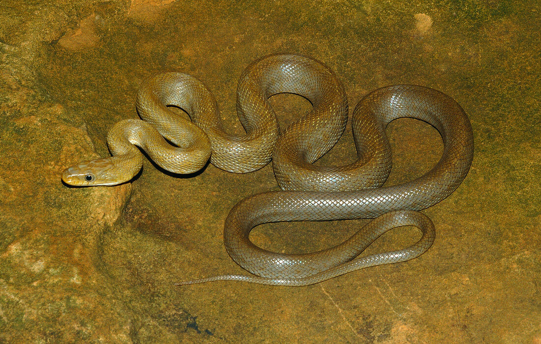 Green Rat Snake (Senticolis triaspis)