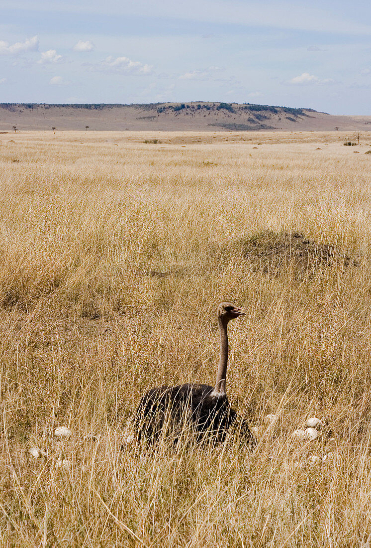 Male Ostrich sitting on communal eggs