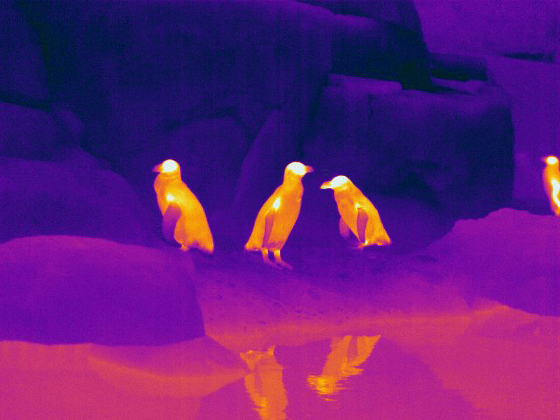 Thermogram of Penguins