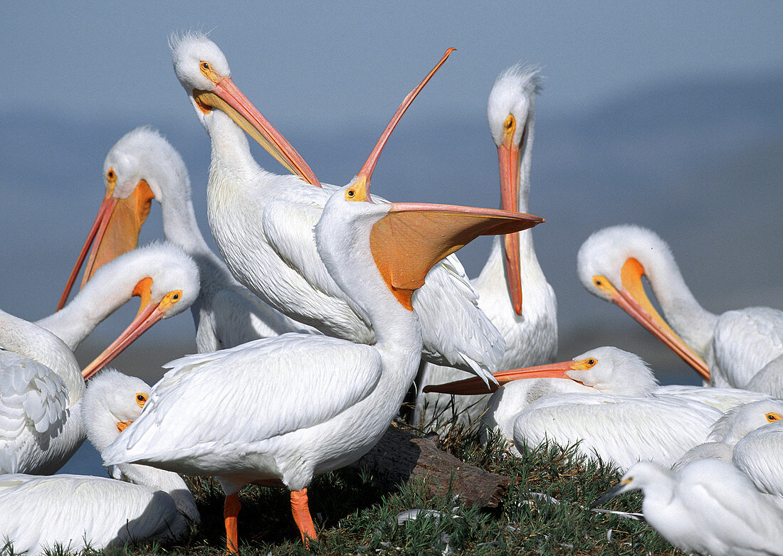 American White Pelicans Preening
