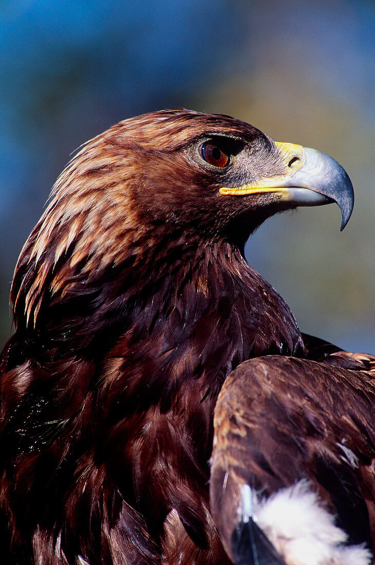 Golden Eagle Portrait