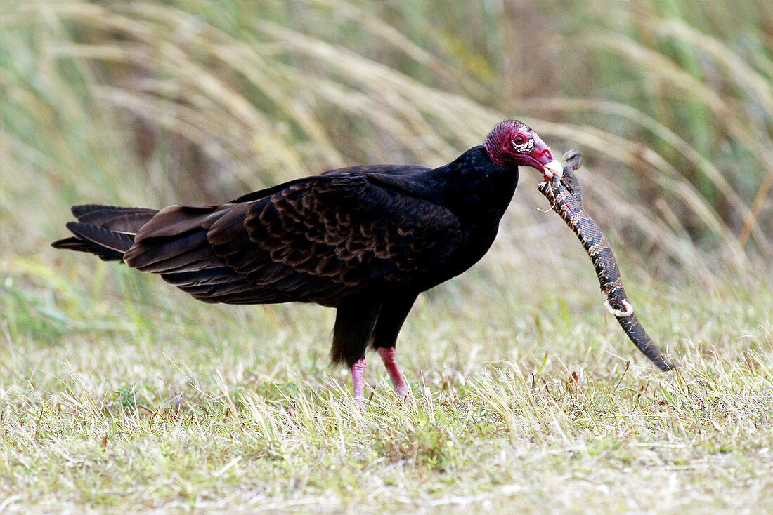 Turkey Vulture Eating Snake