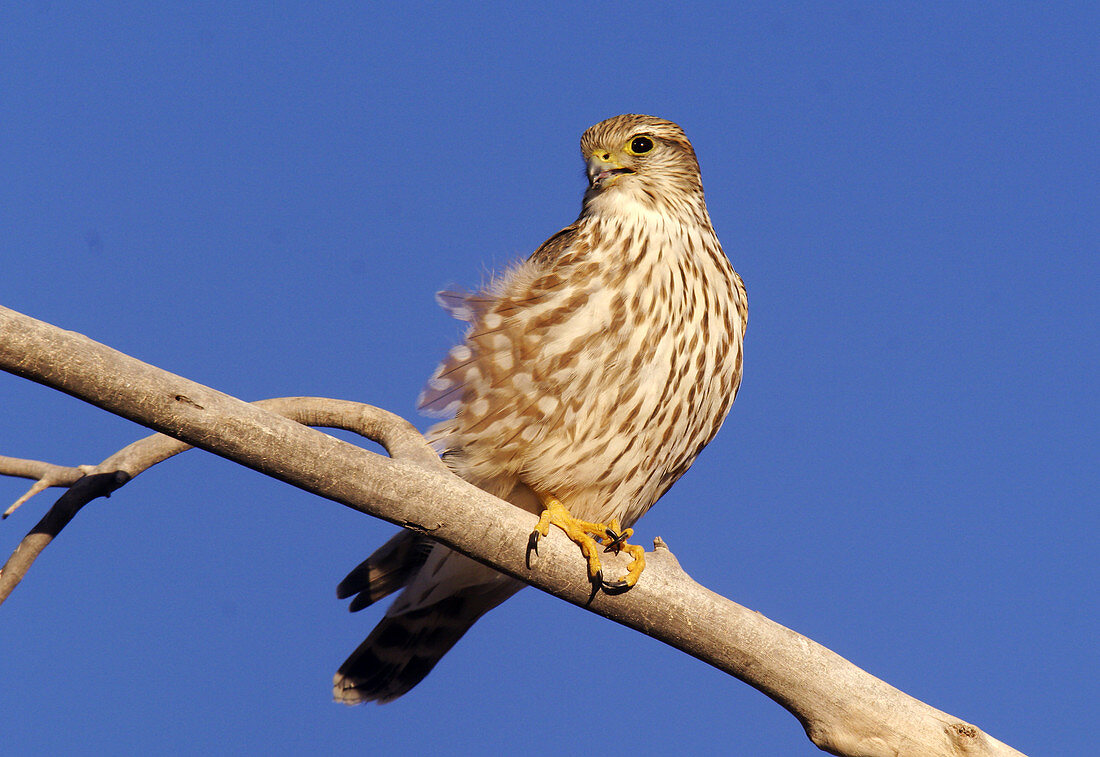 Merlin falcon