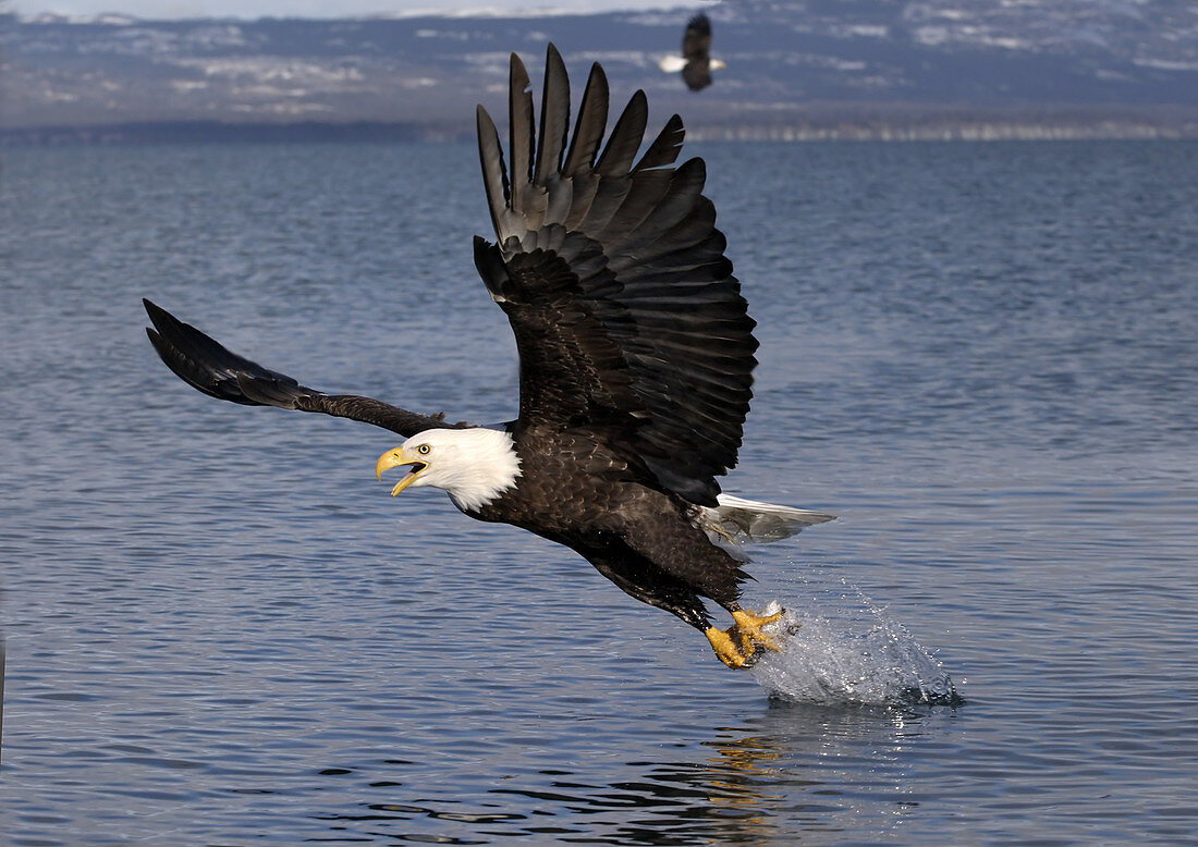 Bald Eagle catches fish