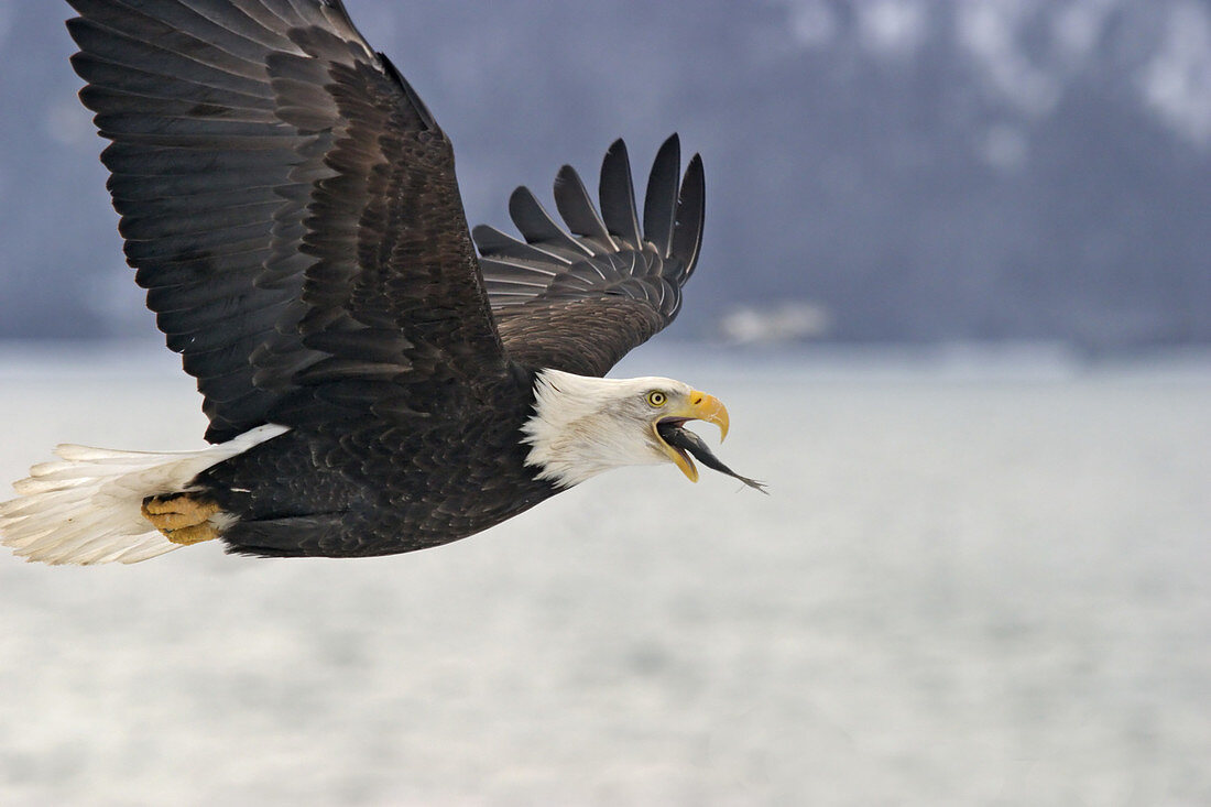 Bald Eagle eating in flight