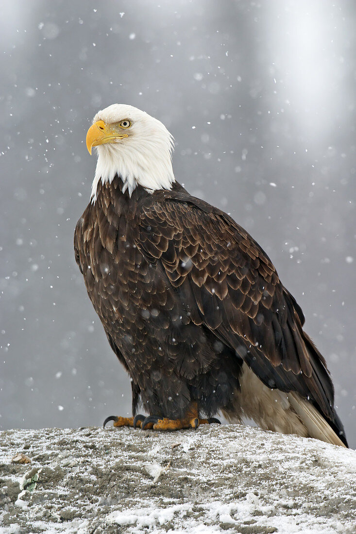 Bald Eagle in snow