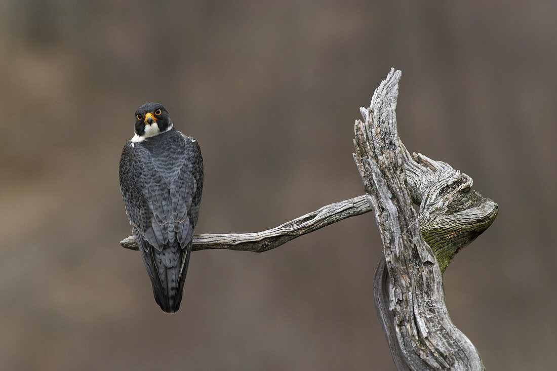 Peregrine Falcon male