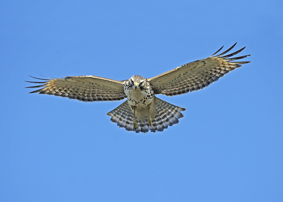 Immature Red-shouldered Hawk in flight