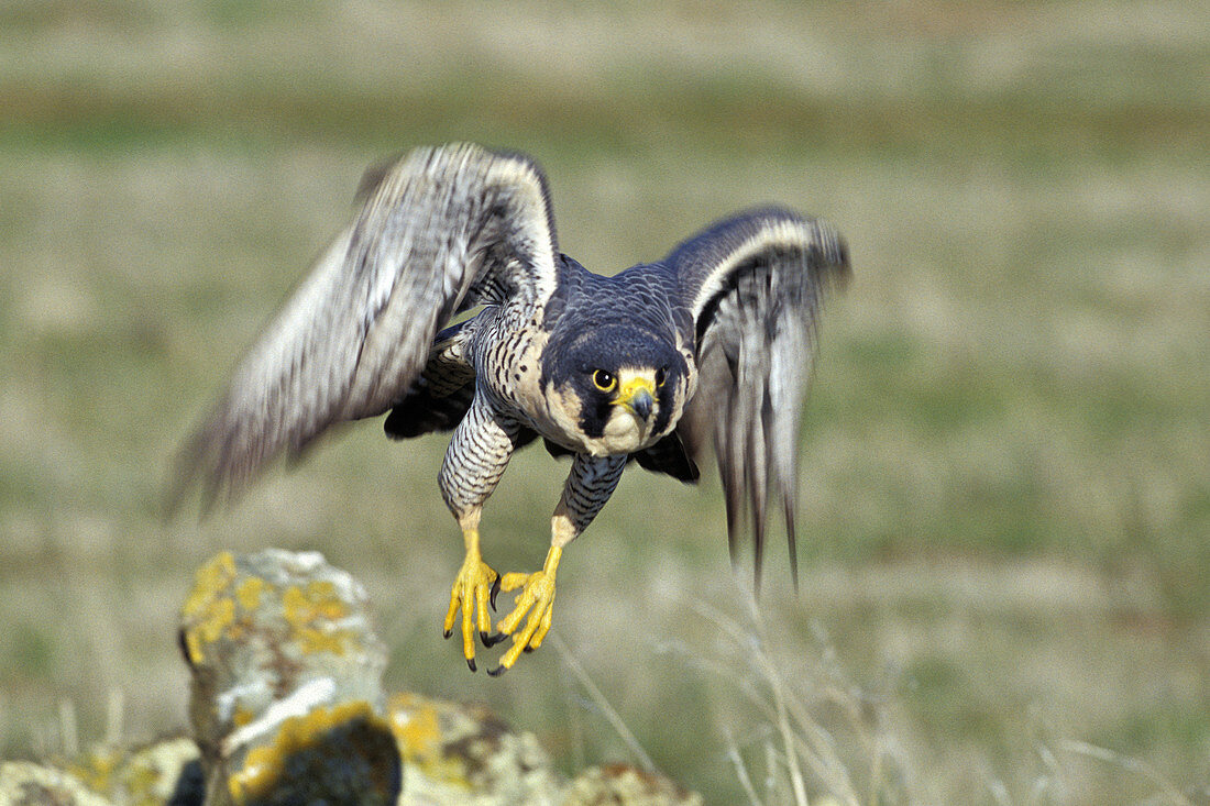 Peregrine Falcon