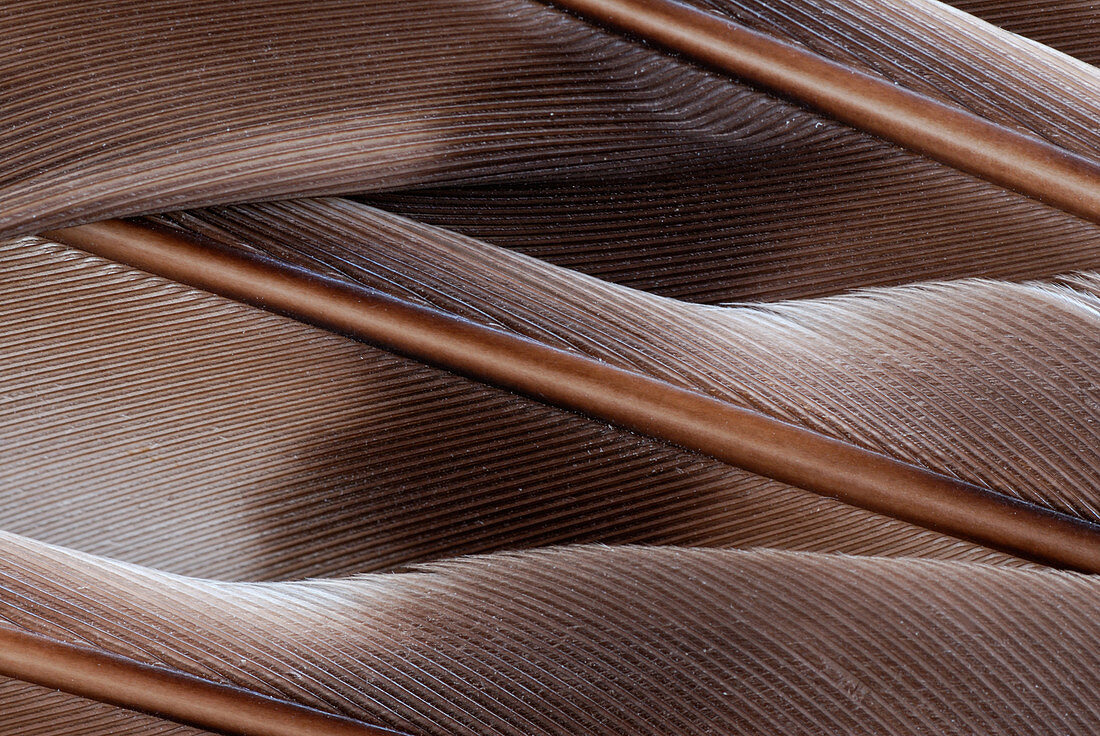 Hawk wing close-up