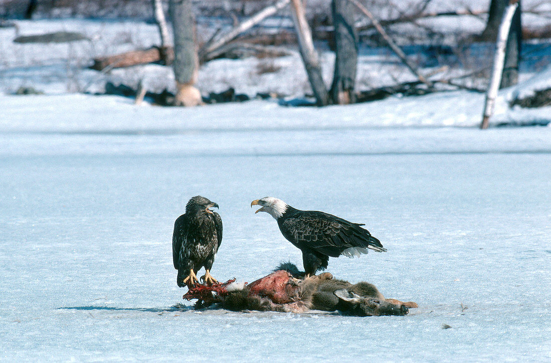 Adult and Juvenile Bald Eagles Scavenging