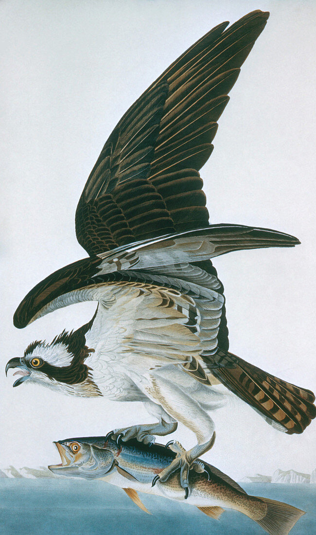 Osprey by Audubon