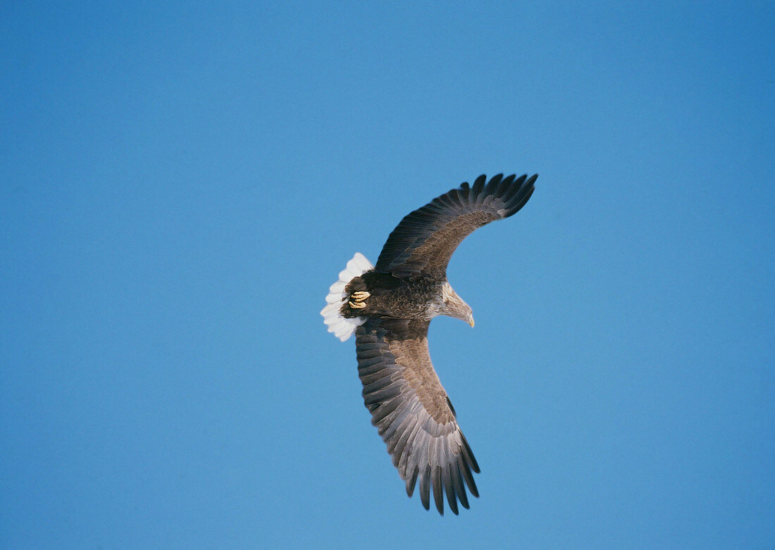 White-Tailed Sea Eagle
