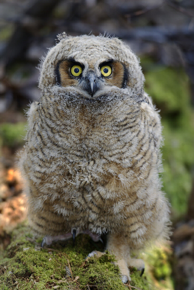 Great Horned Owl fledgling