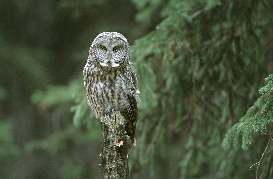 Great gray owl,Yellowstone National Park