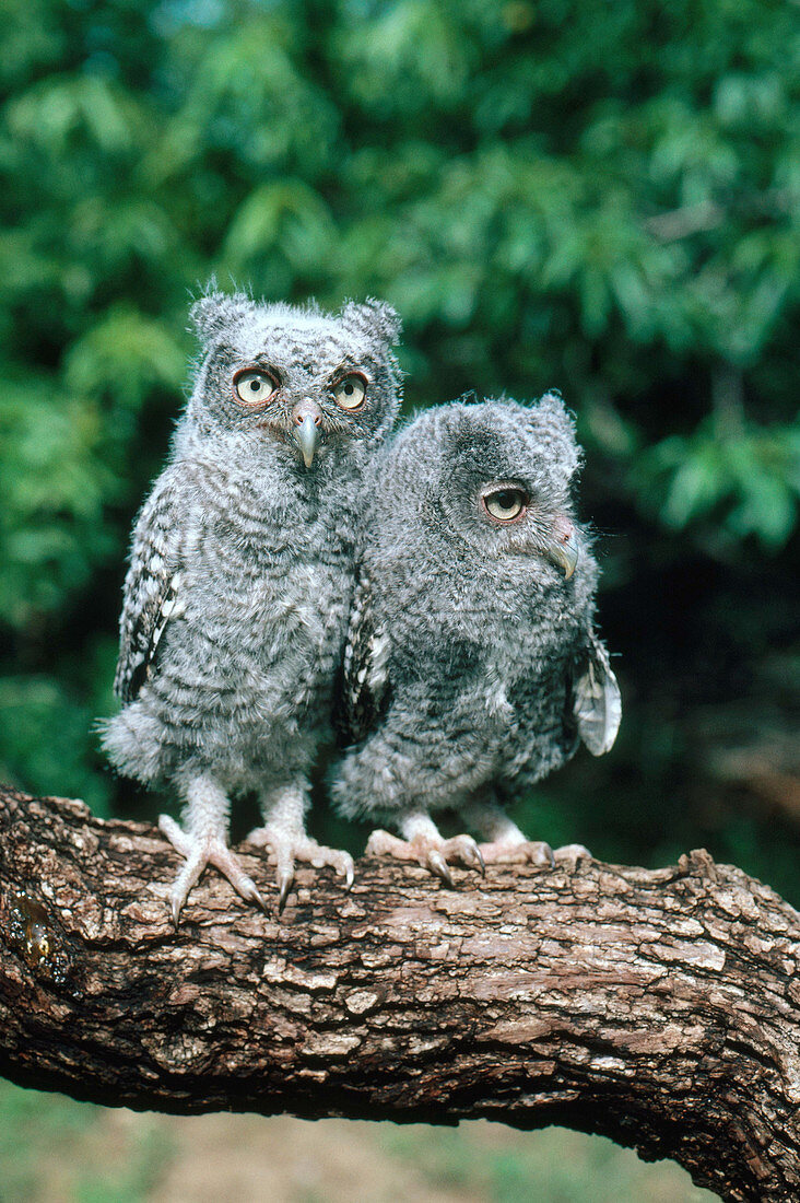 Young Screech Owls in gray phase