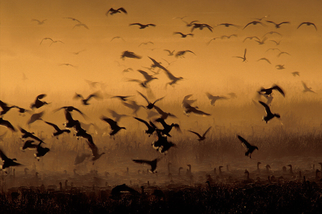 Canada Geese migrating
