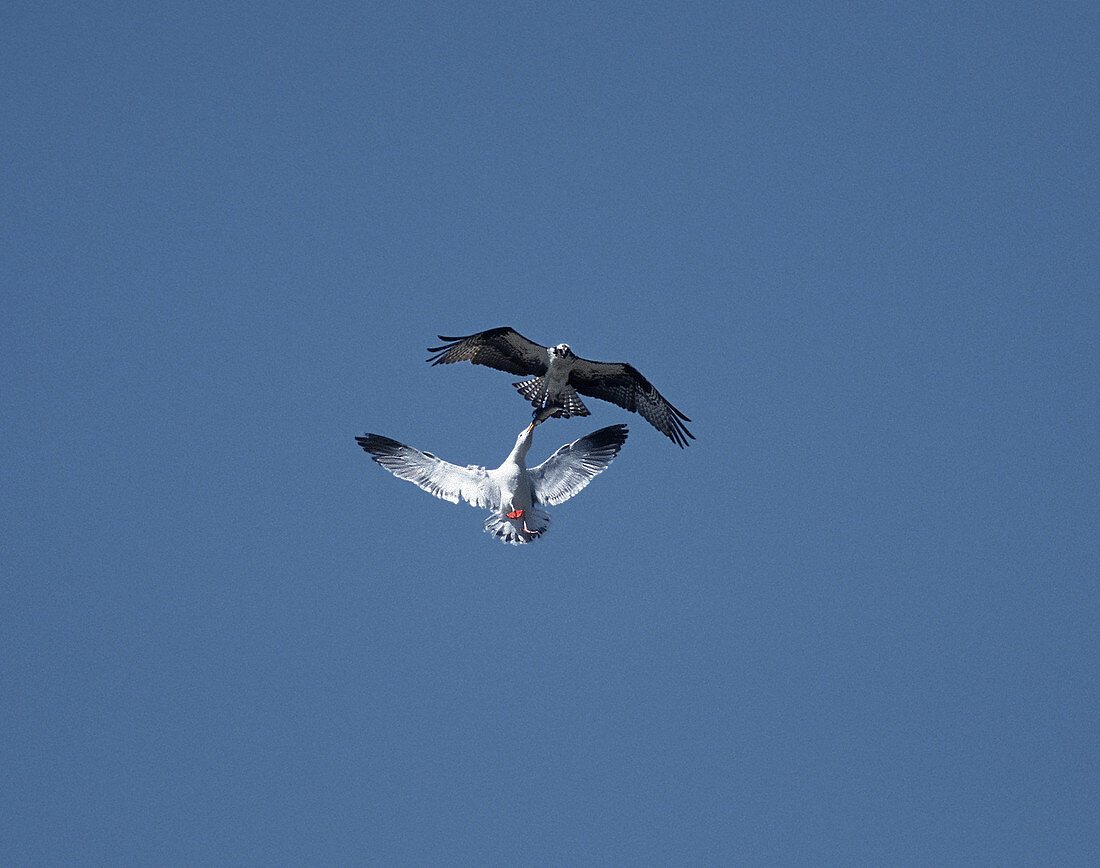 Western Gull and Osprey