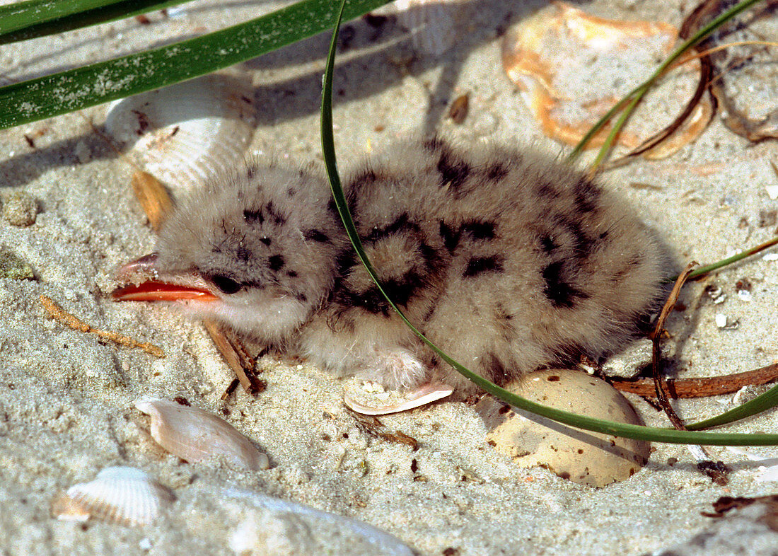 Gull-billed Tern (Sterna nilotica) chick in nest