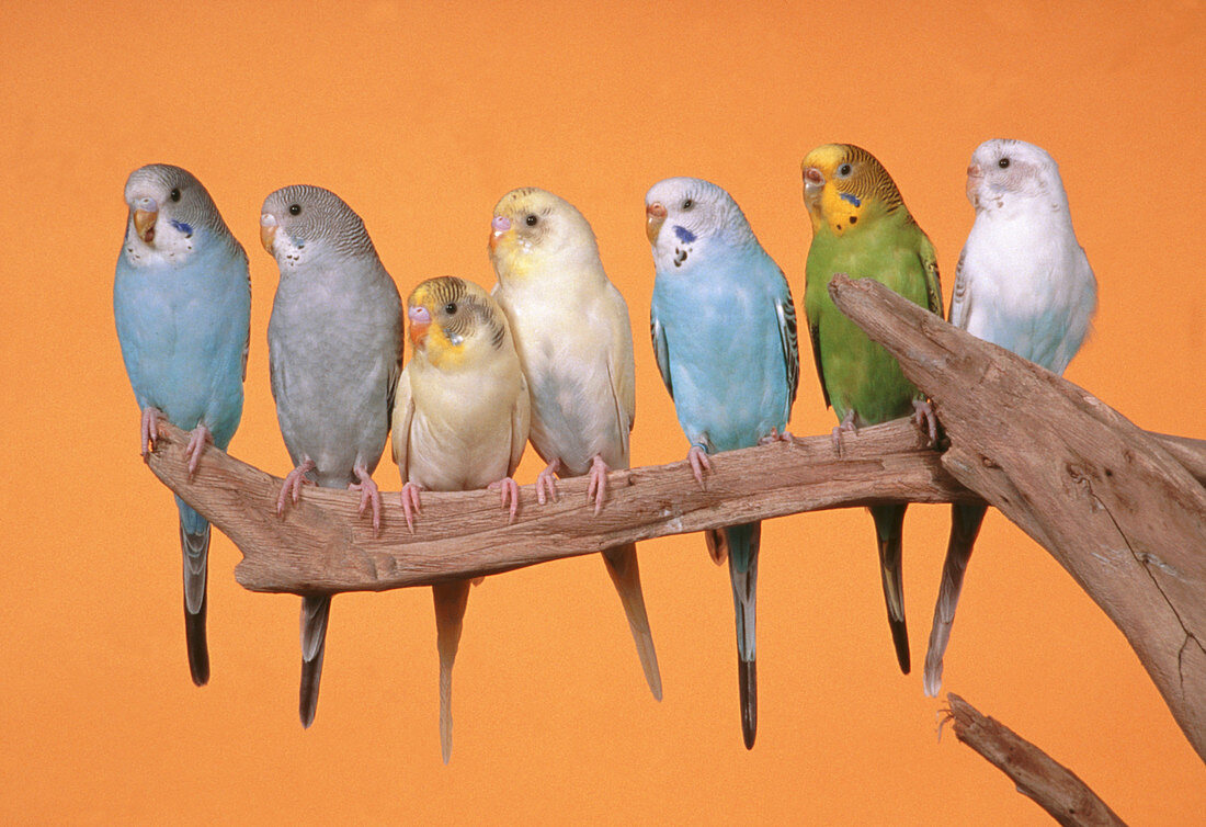 Budgerigars