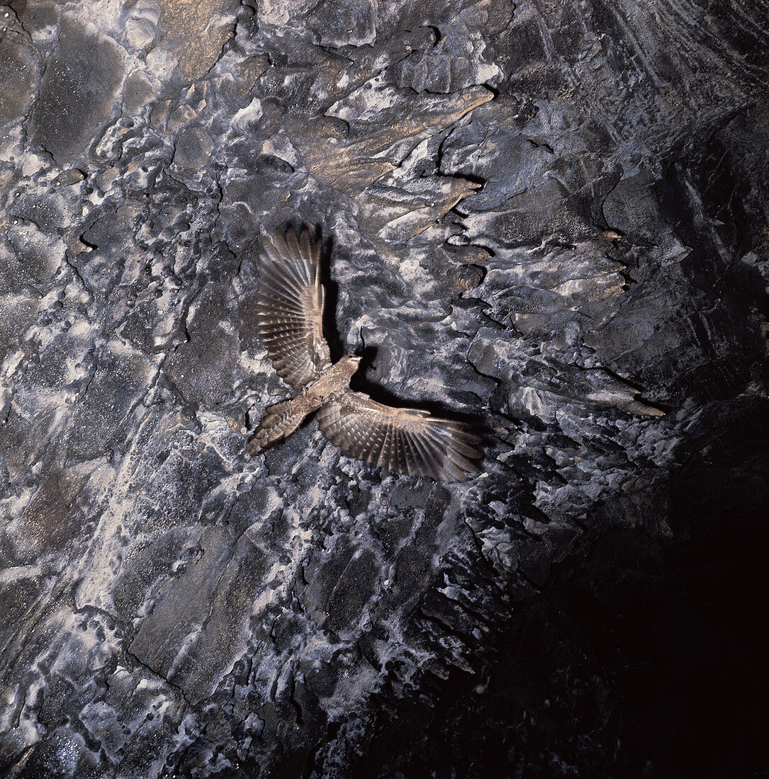 Oilbird flying in cave