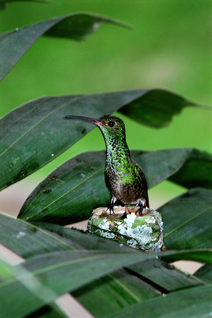 Rufous-tailed hummingbird at nest