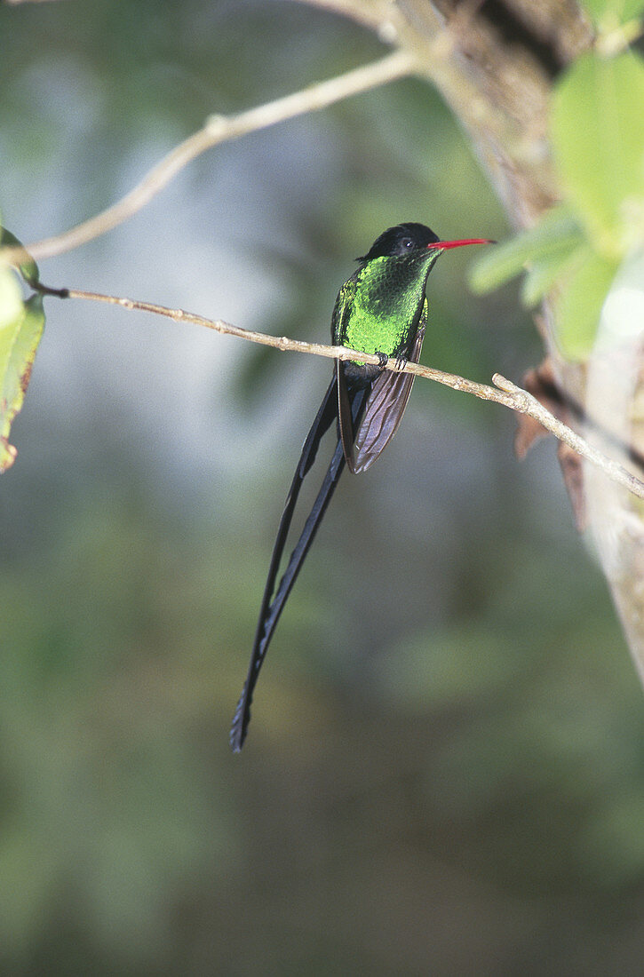 Jamaican Streamertail hummingbird