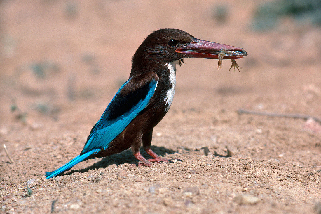 White-Breasted Kingfisher