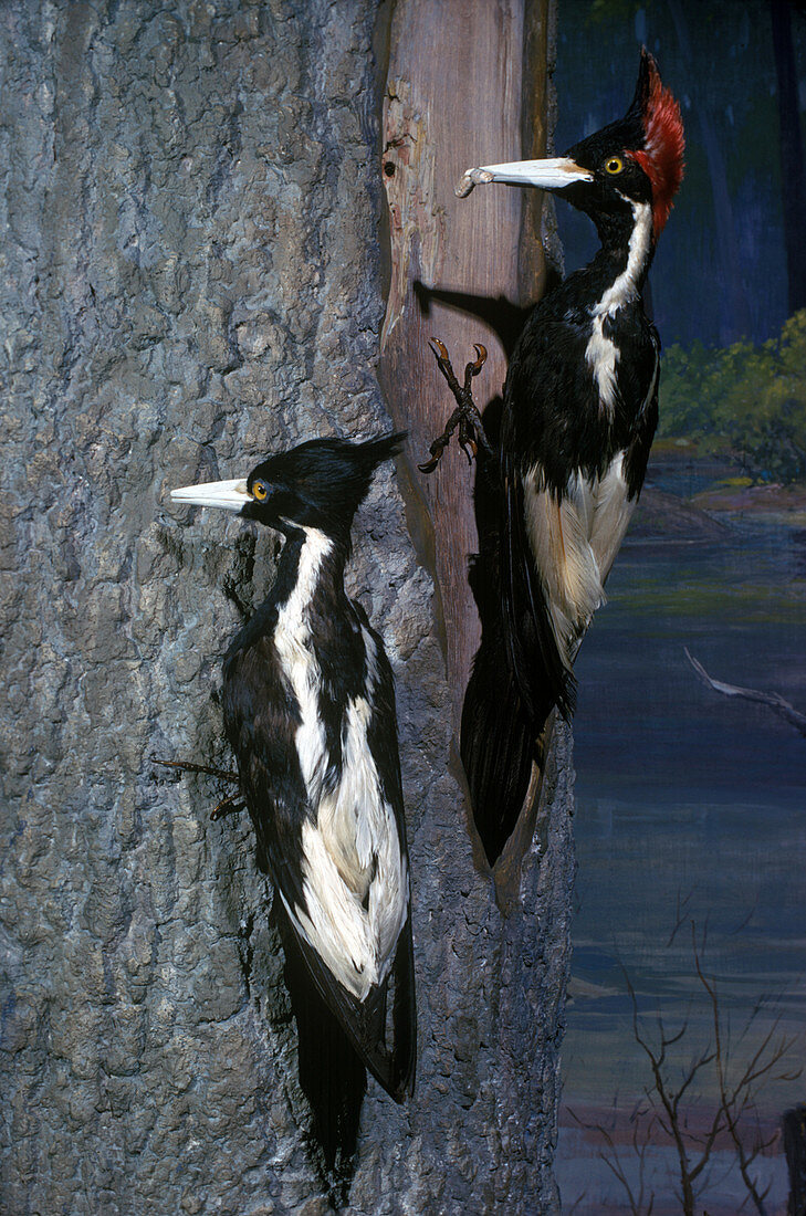 Ivory-Billed Woodpeckers