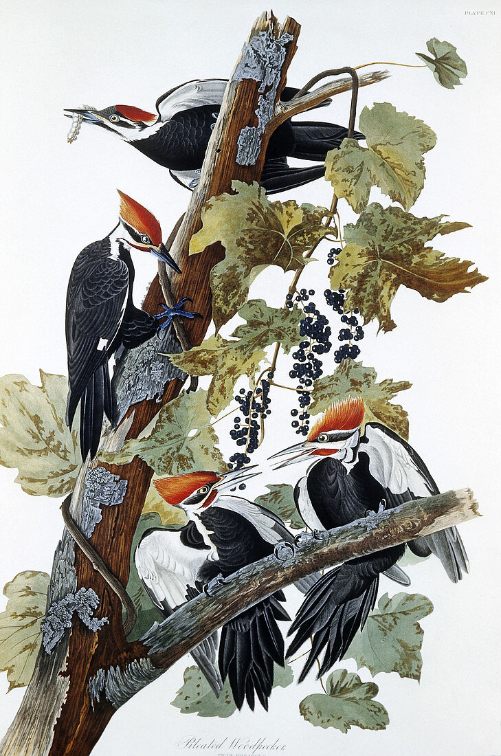 Pileated Woodpecker by Audubon