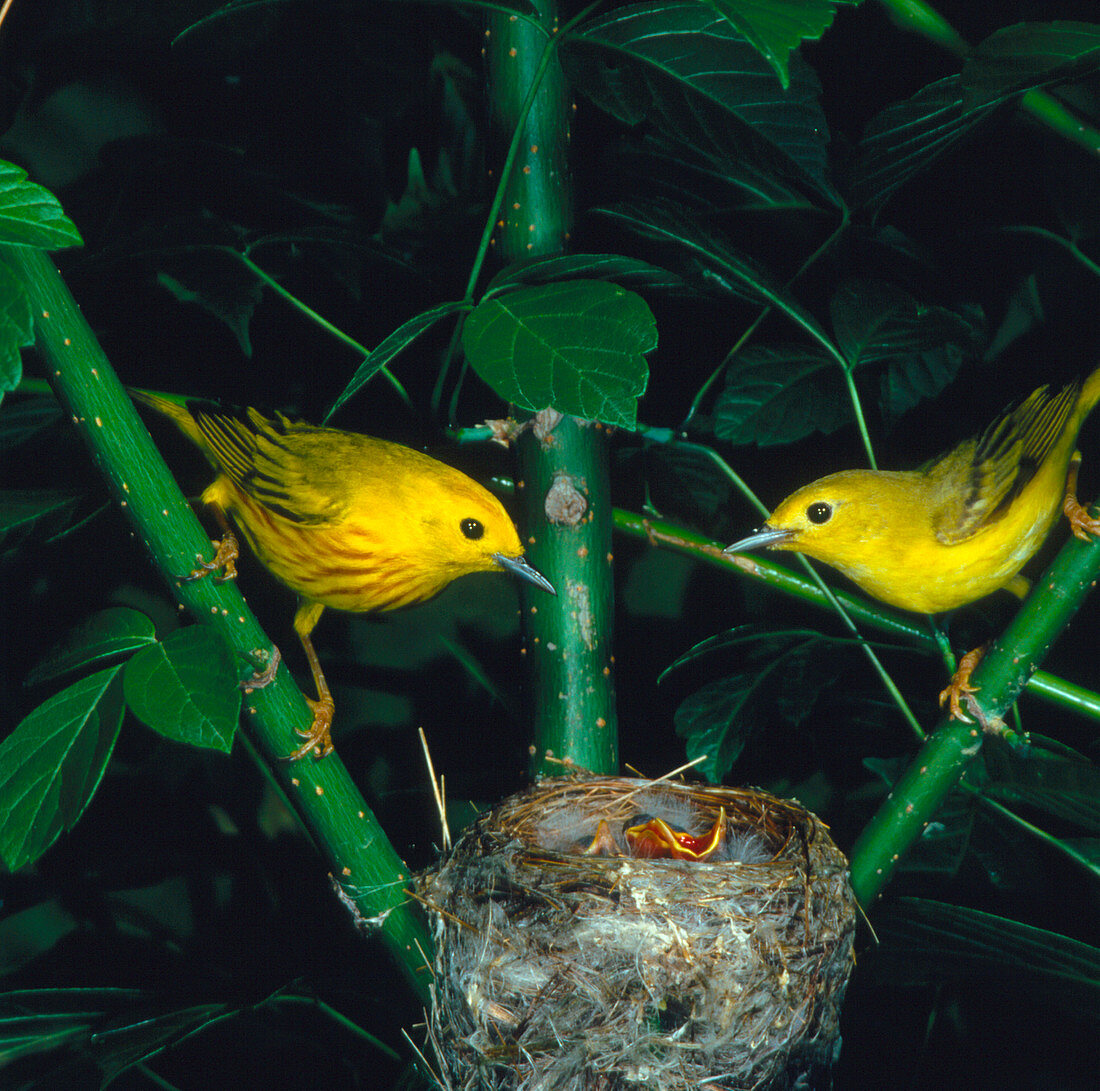 Yellow warblers