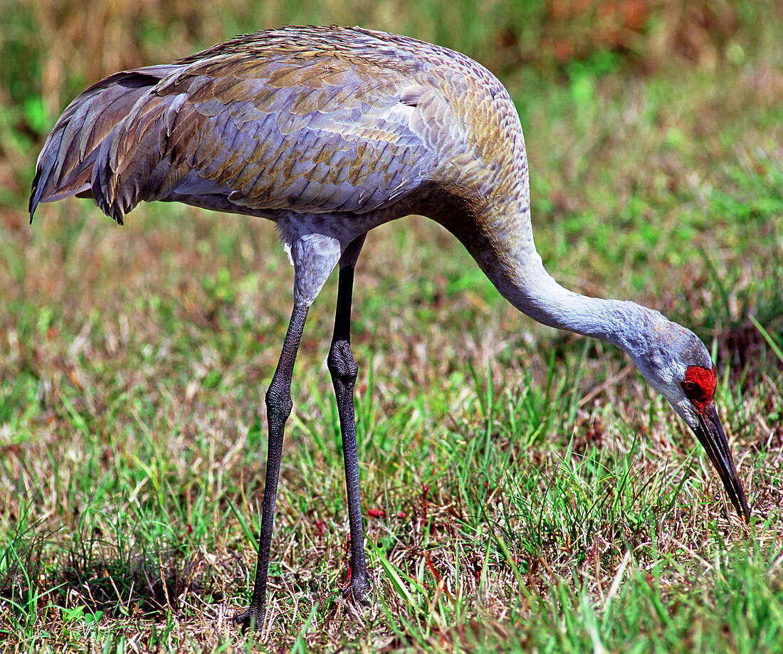 Adult Sandhill Crane