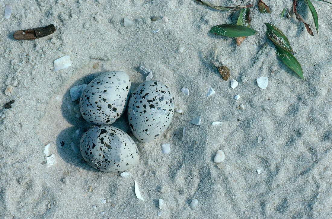 Least Tern Nest with Eggs