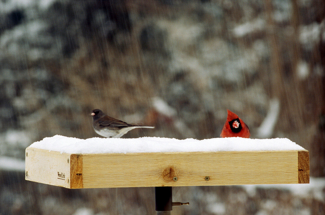 Songbirds on bird table