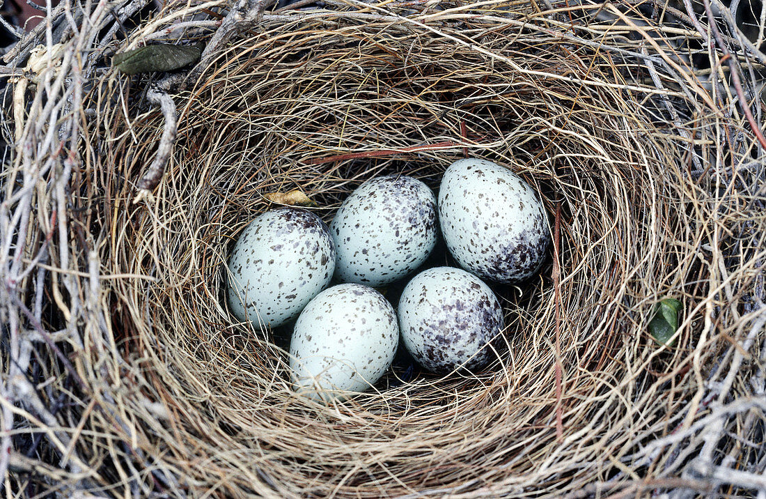 Scrub Jays Nest