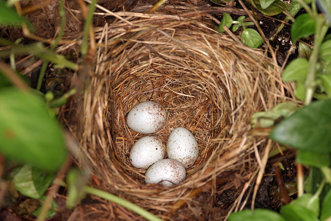White-breasted Nuthatch Eggs
