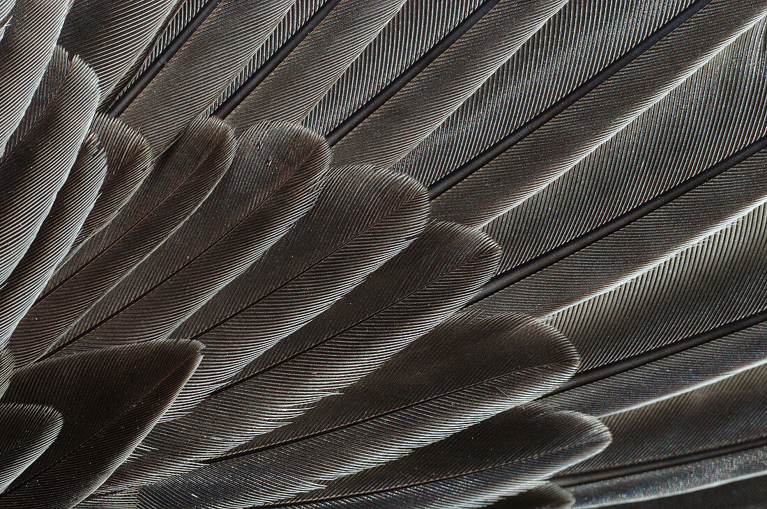 Robin Wing Feathers