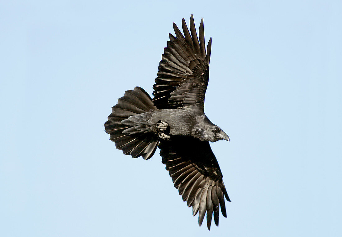 Common Raven in flight